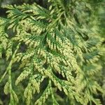 Thuja plicata Fuelha