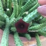 Huernia schneideriana Hostoa