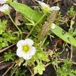 Saxifraga hypnoides Квітка