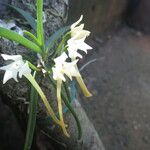 Cyrtorchis henriquesiana Flower