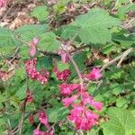 Ribes sanguineumBloem