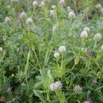 Trifolium squamosum Habitat