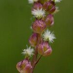 Triglochin palustris Frucht