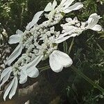 Orlaya grandiflora 花