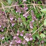 Teucrium chamaedrys ശീലം