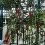 Callistemon viminalisপাতা