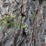 Sisymbrium orientale ഫലം