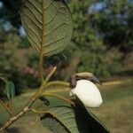 Magnolia globosa Flor