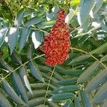 Rhus glabra Fruto
