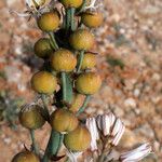 Asphodelus cerasiferus Fruit