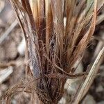 Carex halleriana Rhisgl