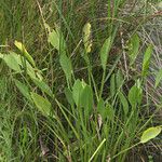 Sagittaria lancifolia Blad