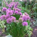 Allium angulosum Цвят