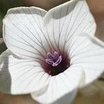 Linum tenuifolium Virág