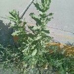 Chenopodium ficifolium Fuelha