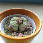 Lithops fulviceps Ліст