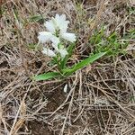 Chlorophytum tuberosum موطن