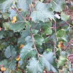 Betula pubescens Leaf