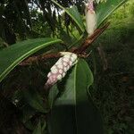 Anthurium obtusum Liść