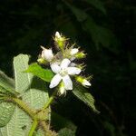 Miconia crenata Цветок