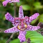 Tricyrtis formosana Flor