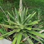 Agave filifera Blad