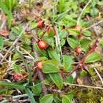 Cotoneaster dammeriPlod