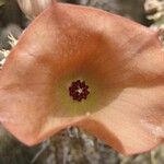 Hoodia gordonii Flower