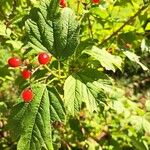 Viburnum trilobumFroito