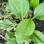 Plantago rugelii Folha