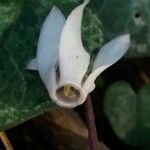 Cyclamen balearicum 花