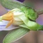 Viola x scabra その他の提案