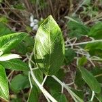 Salvia discolor Leaf