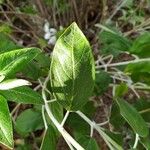 Salvia discolor Feuille