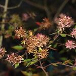 Abelia chinensis Flower