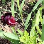 Tulipa didieri Fleur