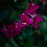 Bougainvillea × buttiana Kwiat