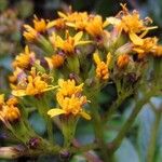 Dendrophorbium lucidum Flor
