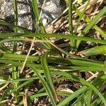 Carex curvula Coajă