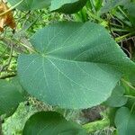 Dombeya acutangula পাতা