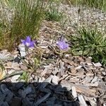 Brodiaea orcuttii ফুল