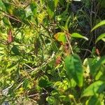 Ludwigia palustris Leaf