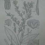 Ouratea francinae Diğer