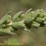 Thymelaea virgata Fruit