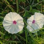 Ipomoea pandurata Flor