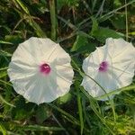 Ipomoea pandurata Flors