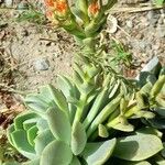 Echeveria elegans आदत