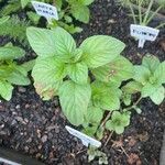 Mentha × piperita List