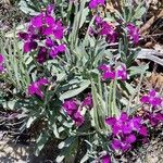 Matthiola incana Blüte