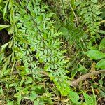 Asplenium aethiopicum Folha